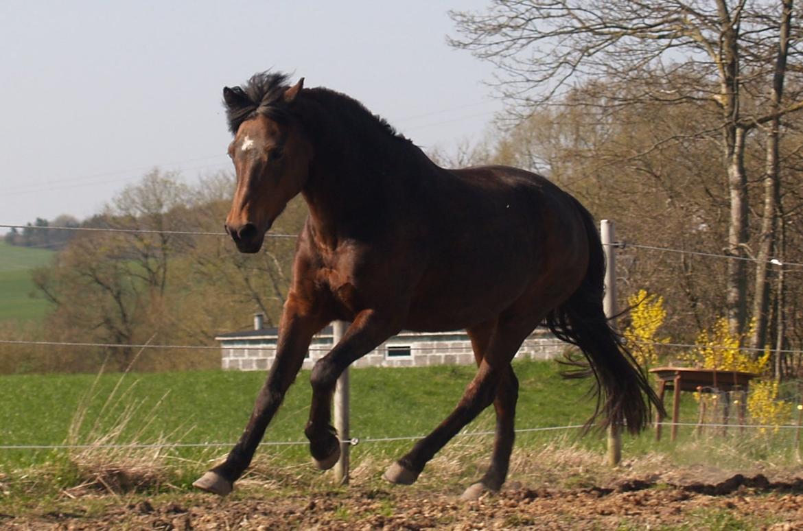 Anden særlig race Flicka *AFLIVET* billede 14