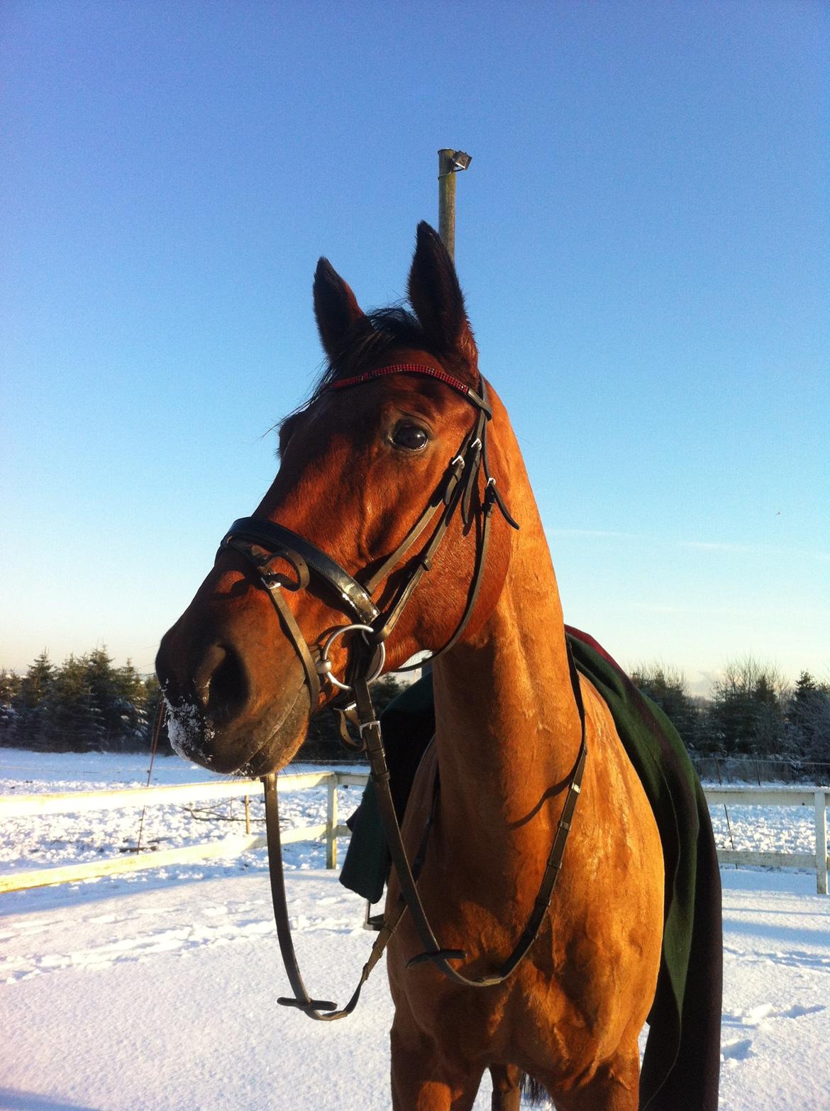 Tysk Oldenburger Villads billede 2