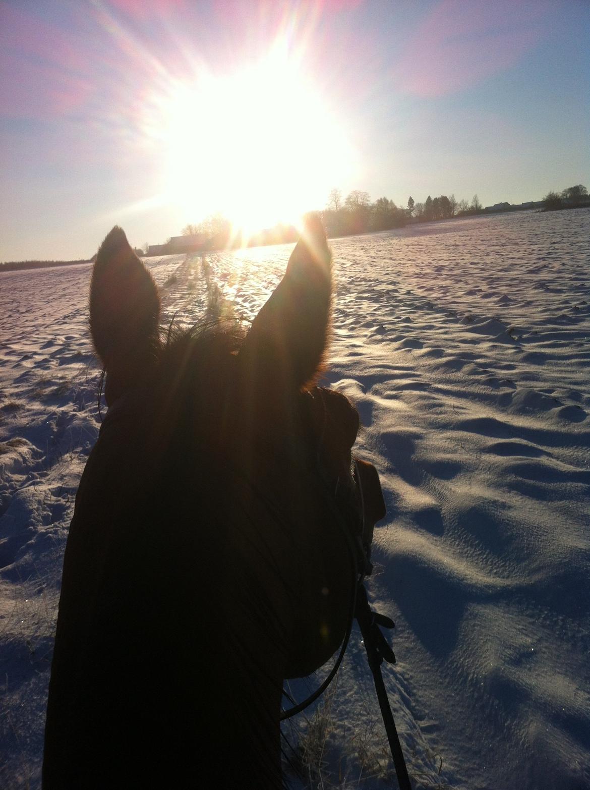 Tysk Oldenburger Villads billede 15