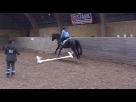 Dansk Varmblod Baronessen *Elevhest* (Har redet) billede 19