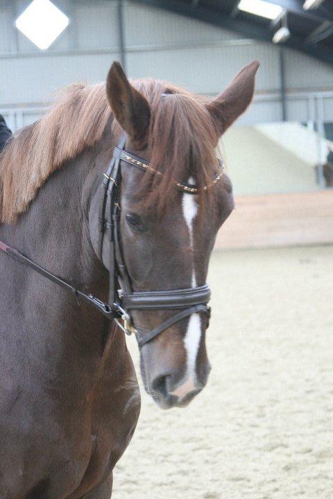 Dansk Varmblod Proud Mary billede 1