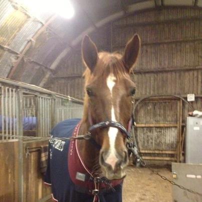 Dansk Varmblod Proud Mary billede 2