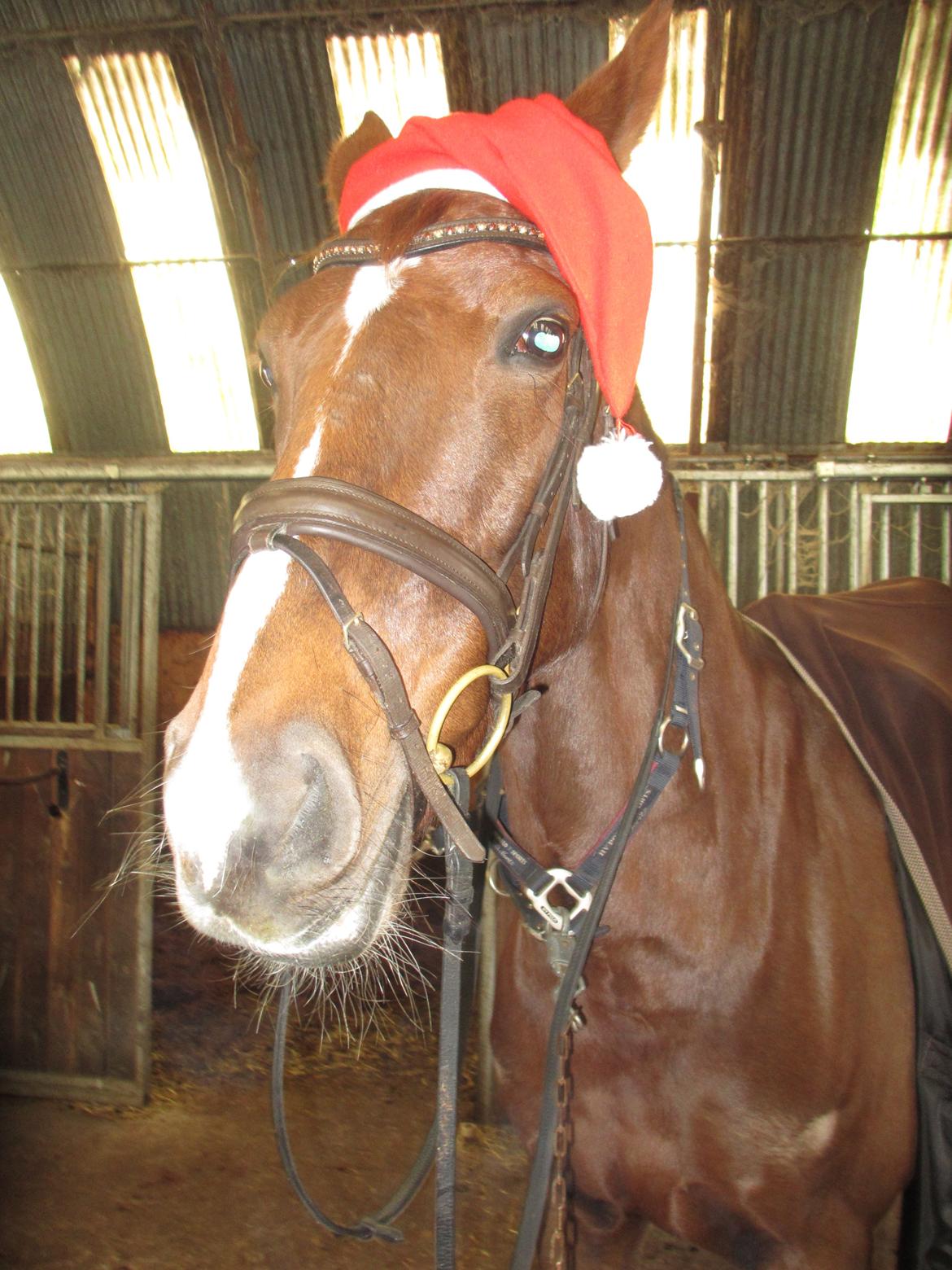 Dansk Varmblod Proud Mary billede 3