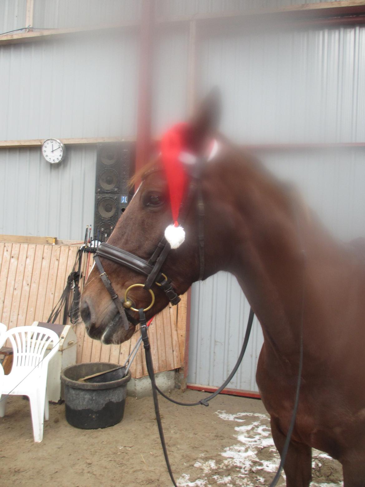 Dansk Varmblod Proud Mary billede 4