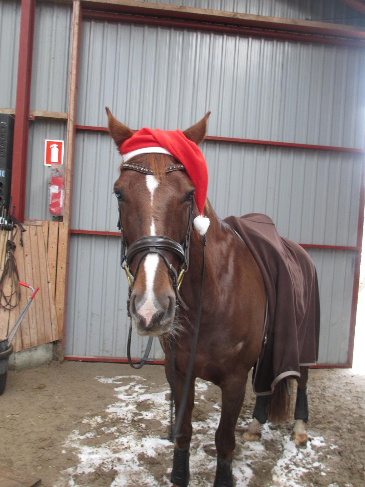 Dansk Varmblod Proud Mary billede 5