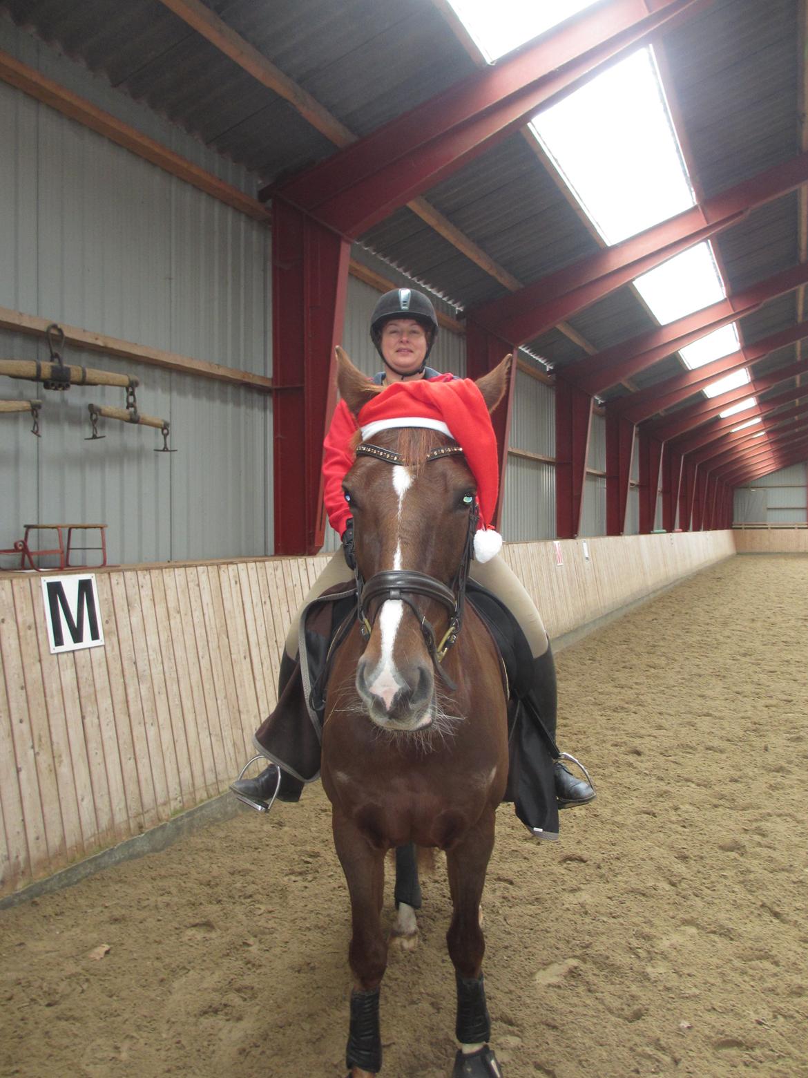 Dansk Varmblod Proud Mary billede 6