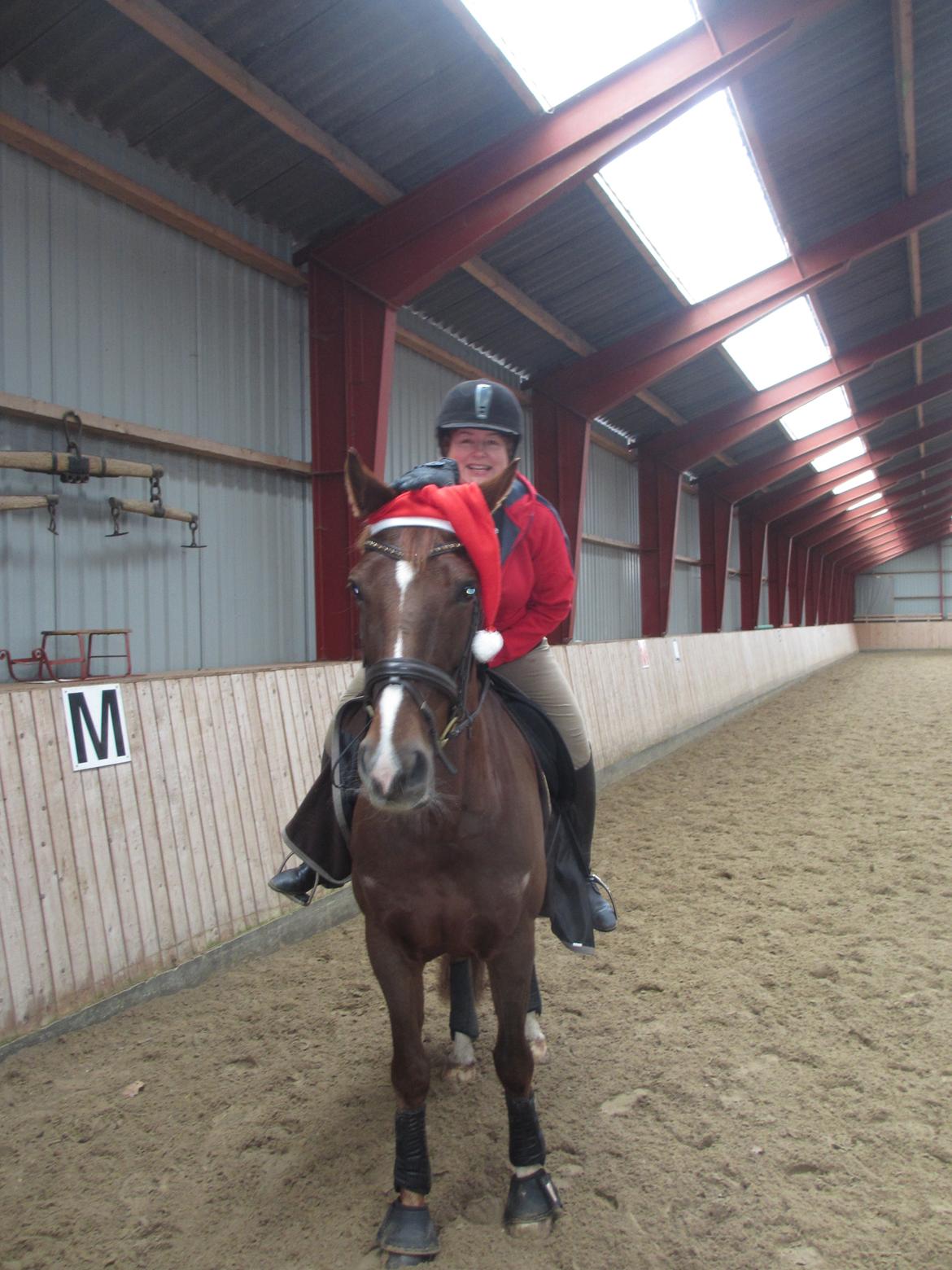 Dansk Varmblod Proud Mary billede 7