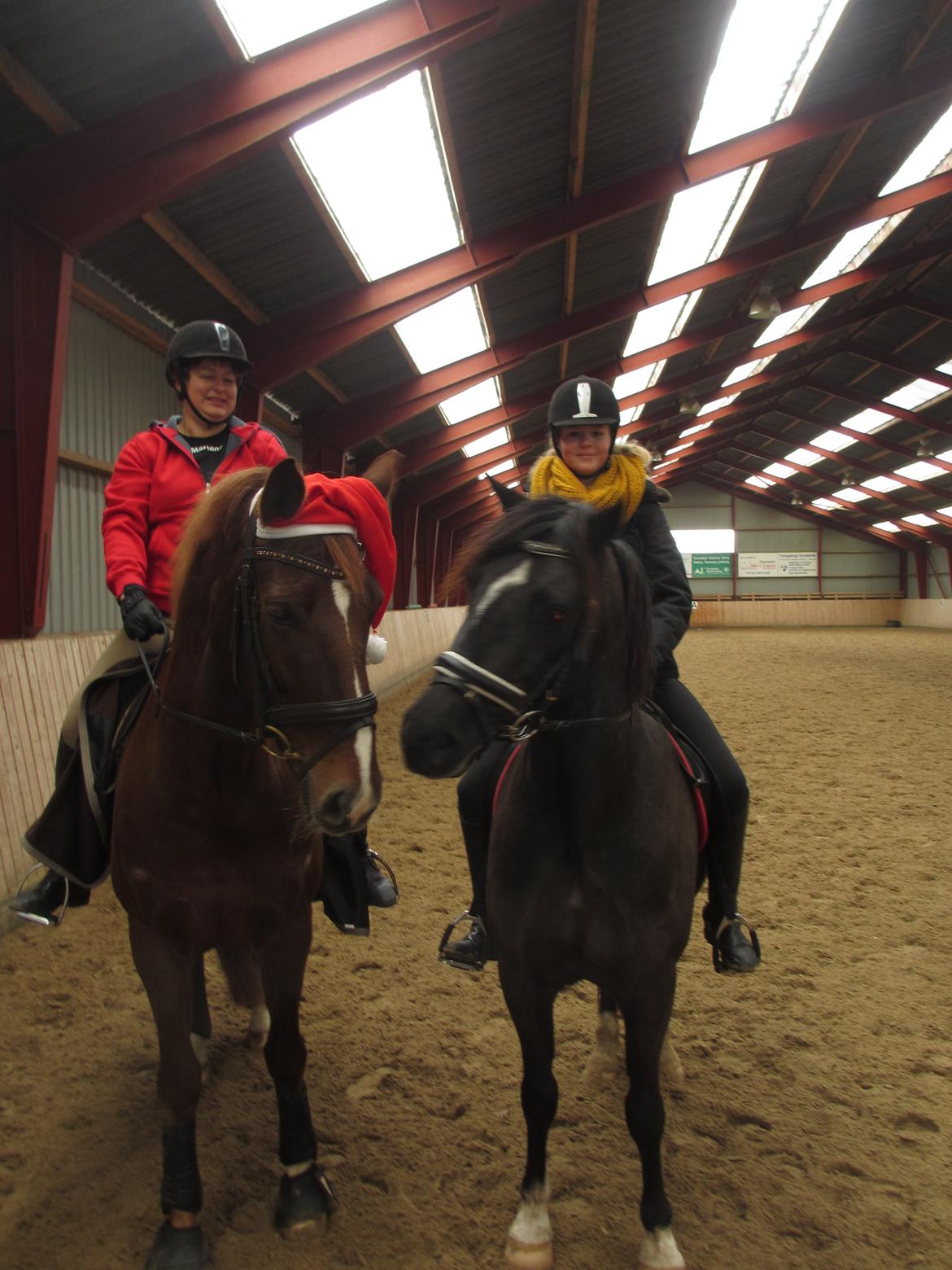 Dansk Varmblod Proud Mary billede 8