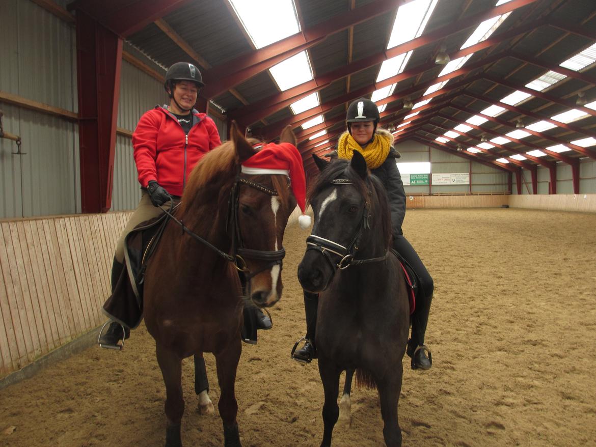 Dansk Varmblod Proud Mary billede 9