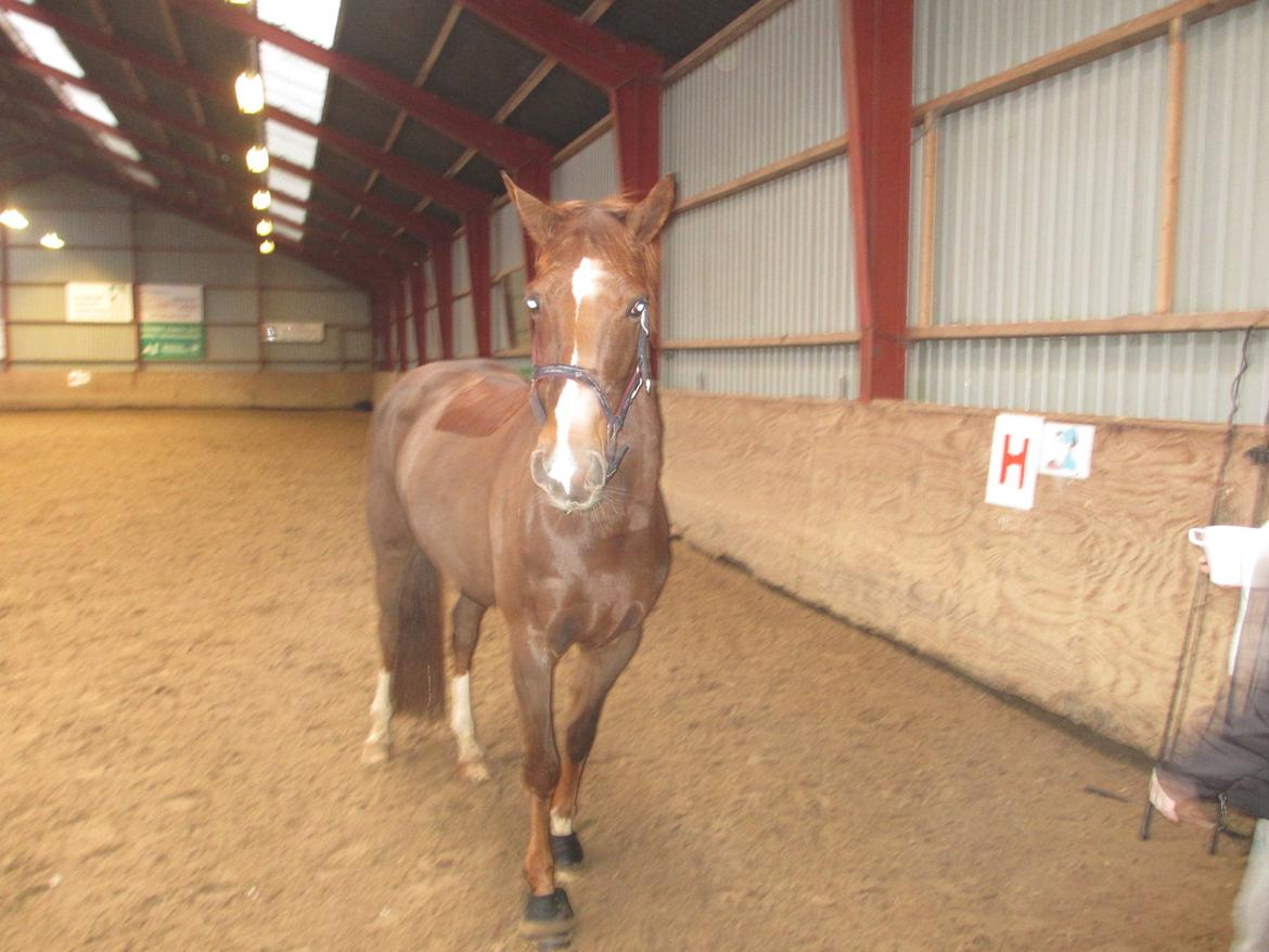 Dansk Varmblod Proud Mary billede 10