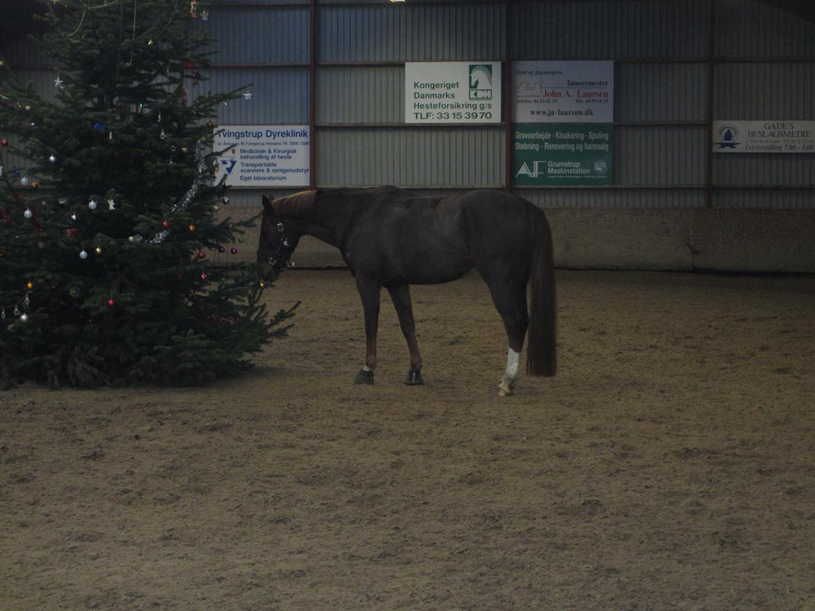 Dansk Varmblod Proud Mary billede 11