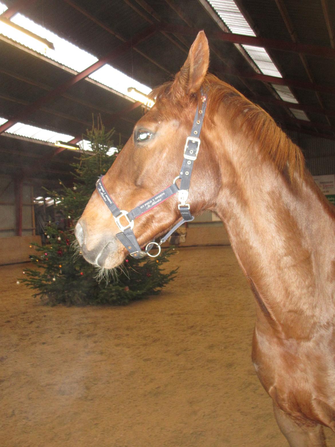 Dansk Varmblod Proud Mary billede 12