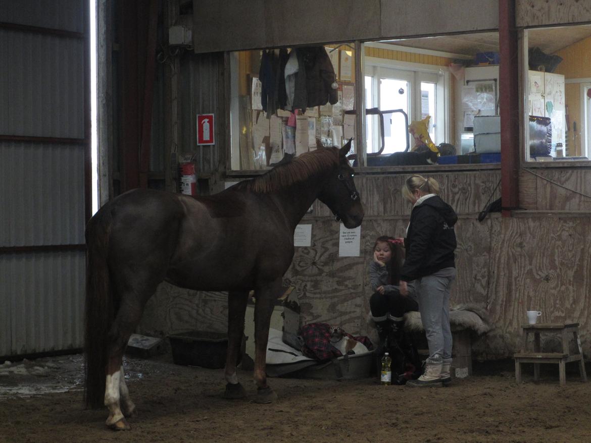 Dansk Varmblod Proud Mary billede 13