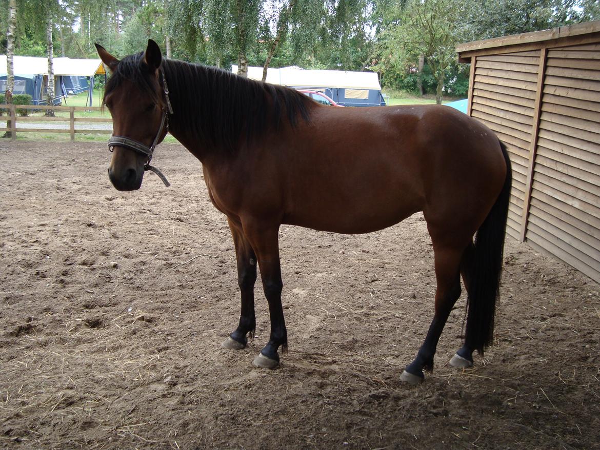 Traver Little Sister E P (Musse) billede 1