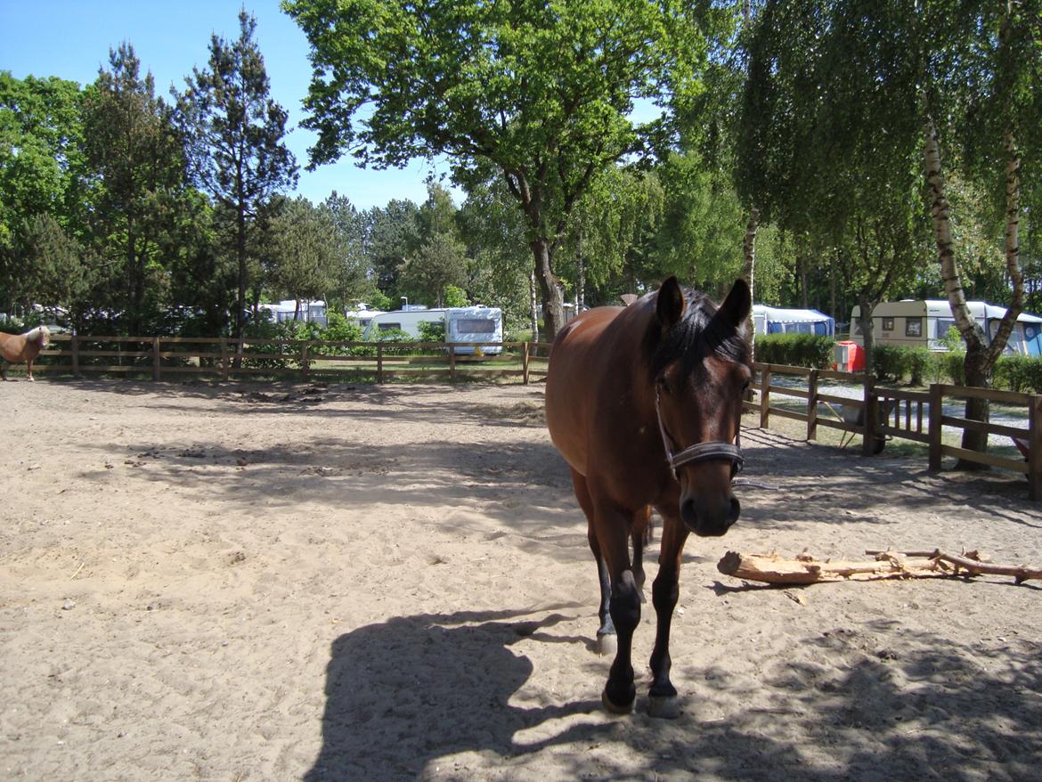 Traver Little Sister E P (Musse) billede 2