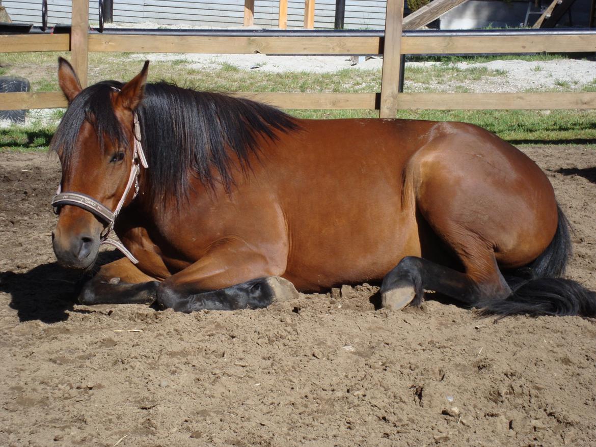 Traver Little Sister E P (Musse) billede 3