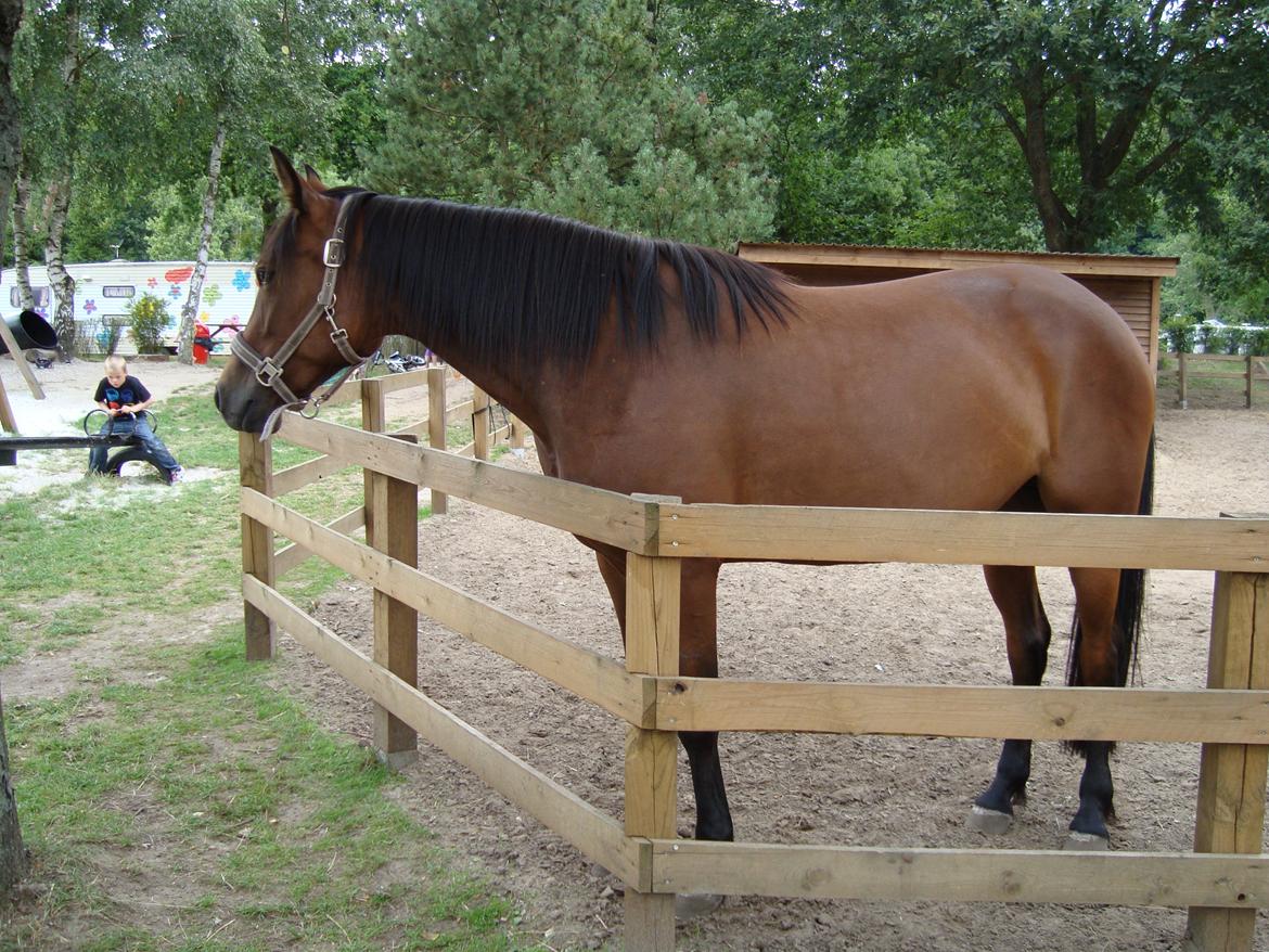 Traver Little Sister E P (Musse) billede 4