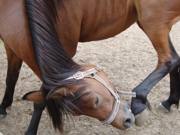 Traver Little Sister E P (Musse) billede 5