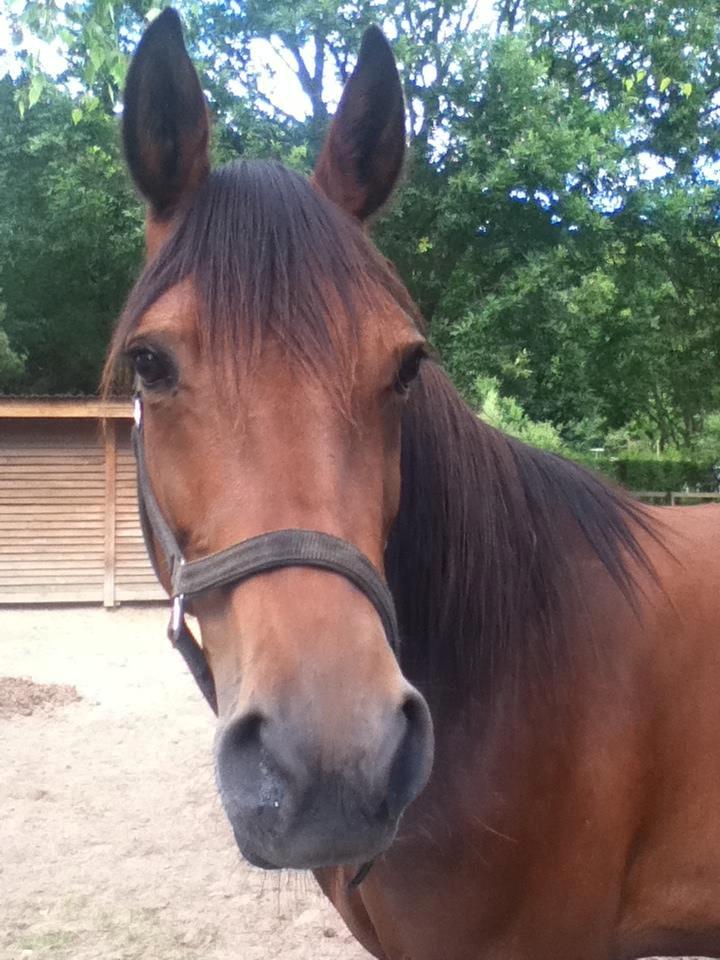 Traver Little Sister E P (Musse) billede 6