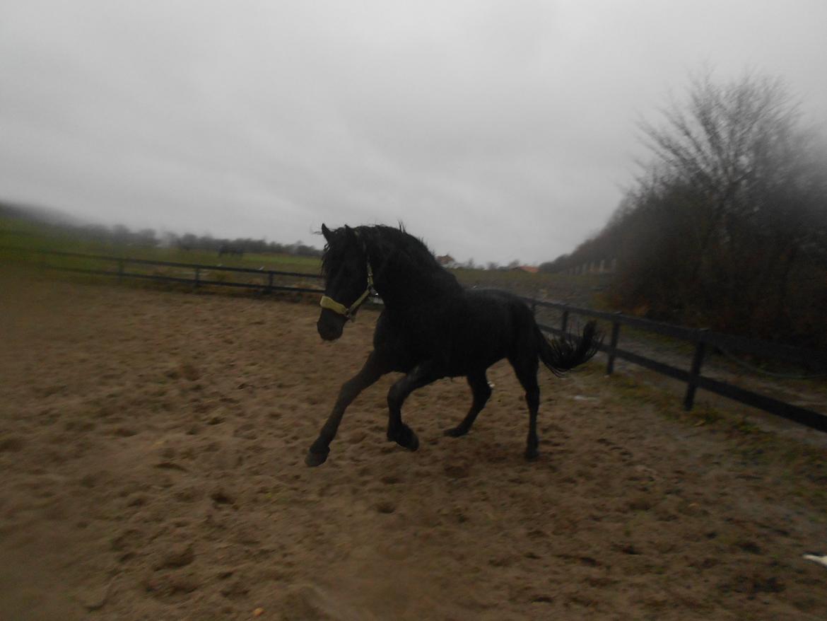Frieser Jack Whiskey (Bassen <3) - Jack på ridebanen i regnvejr :D <3 

d. 04.01.13 billede 11