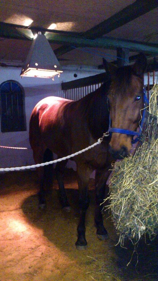 Traver Little Pride T M billede 7