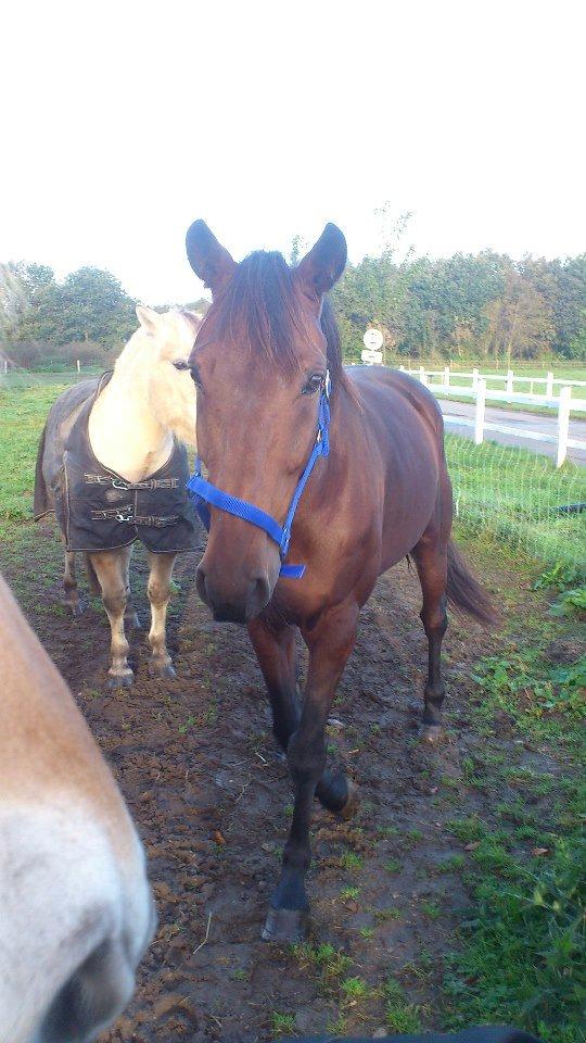 Traver Little Pride T M billede 8