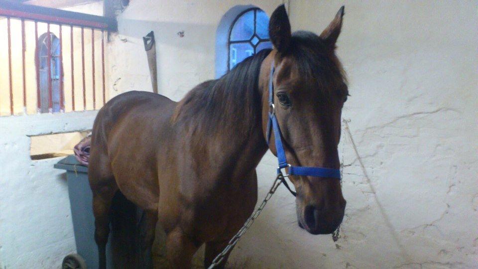 Traver Little Pride T M billede 9