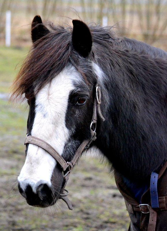 Anden særlig race Pondus billede 15