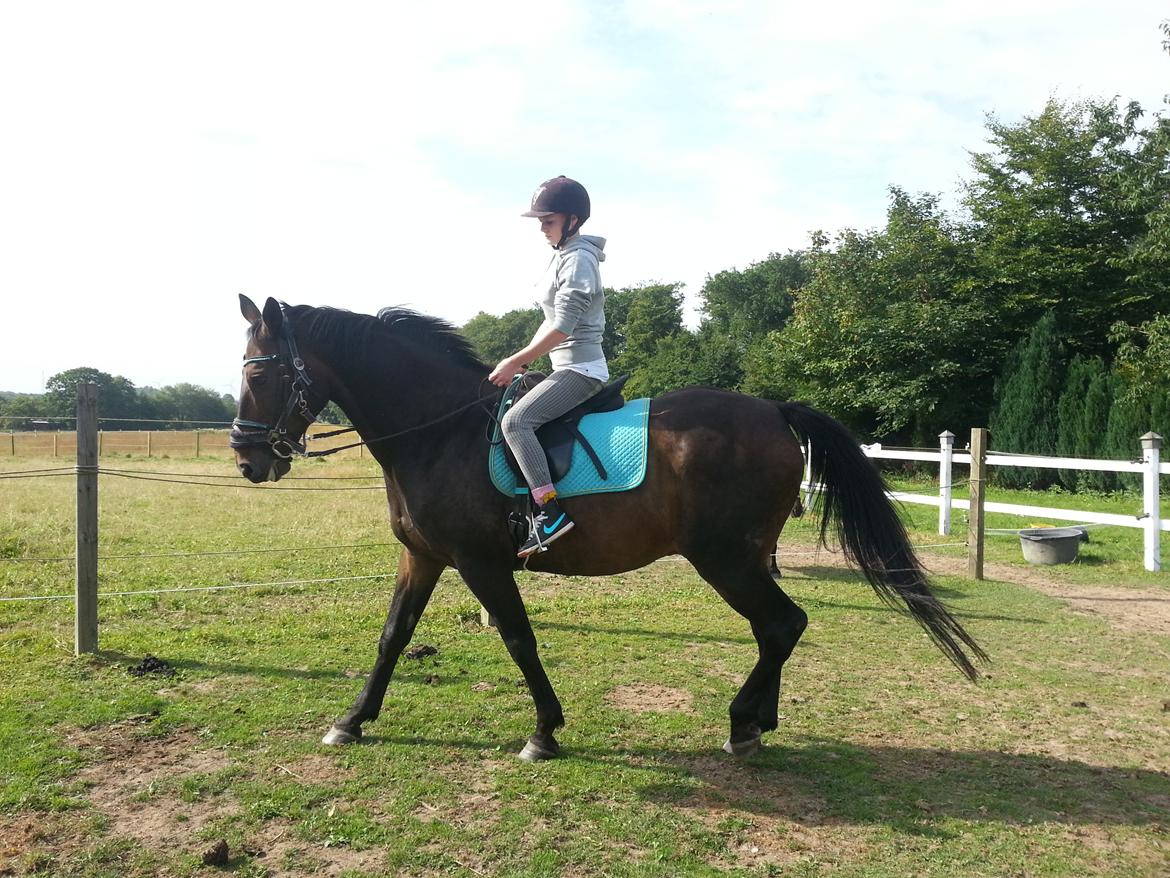 Dansk Varmblod shadow billede 1