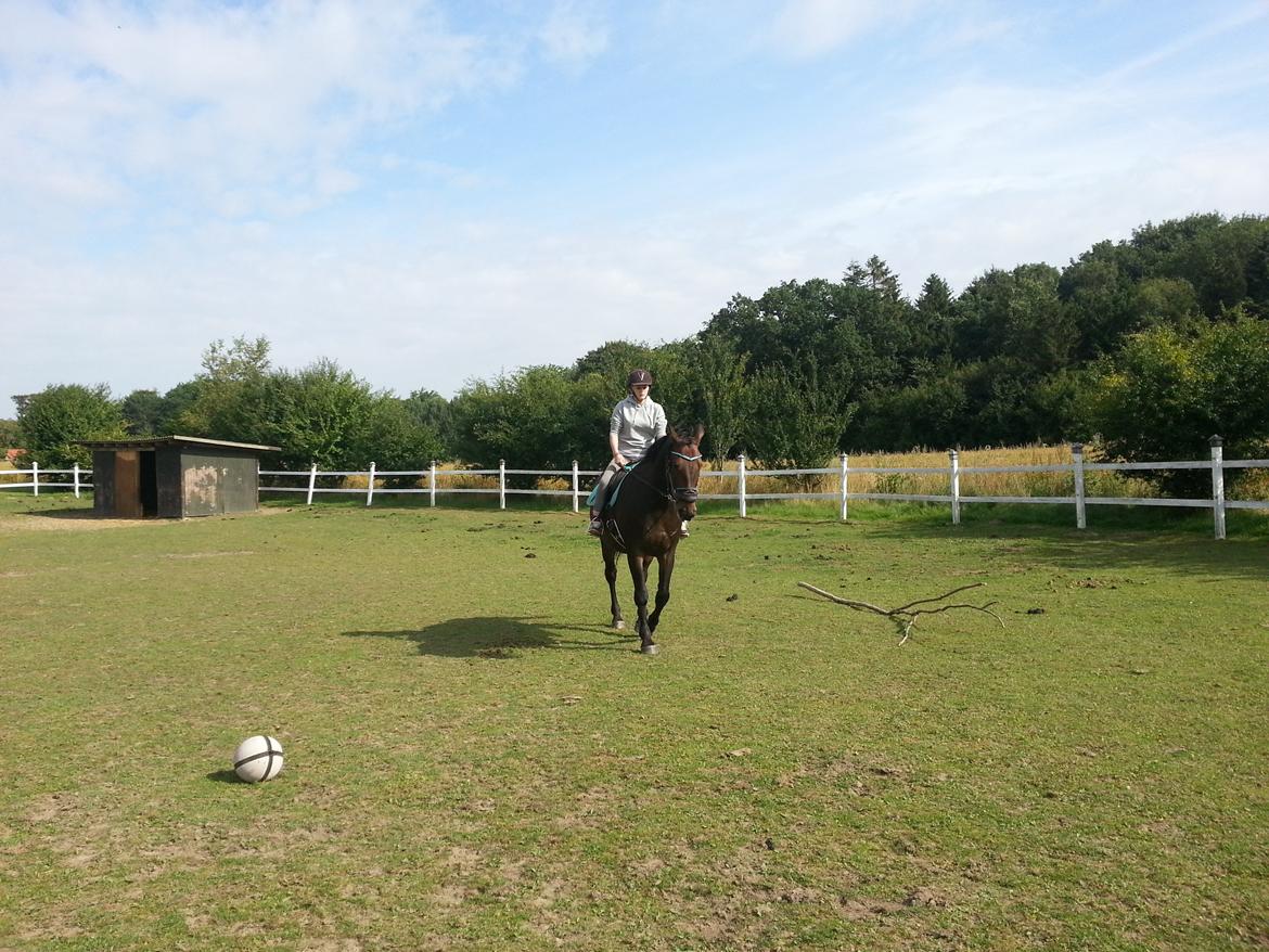 Dansk Varmblod shadow billede 2