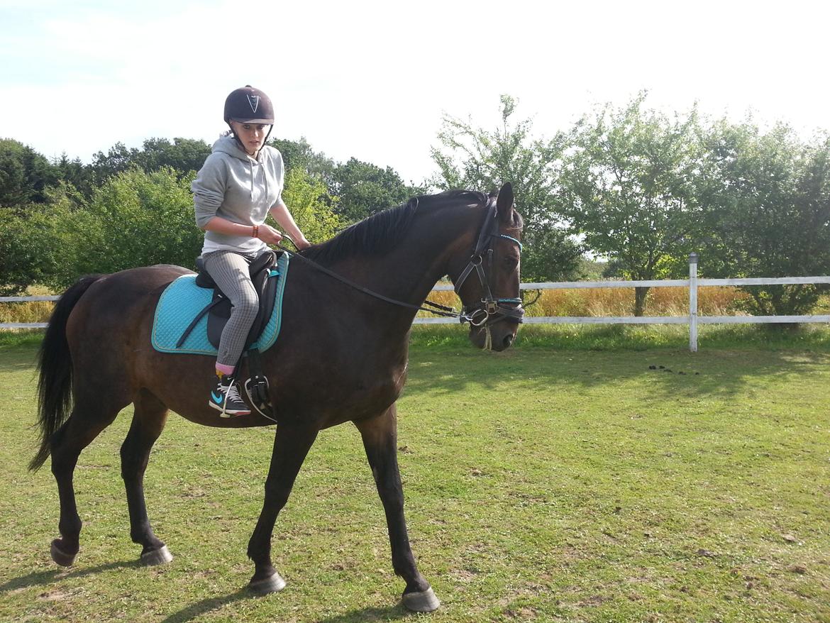 Dansk Varmblod shadow billede 3