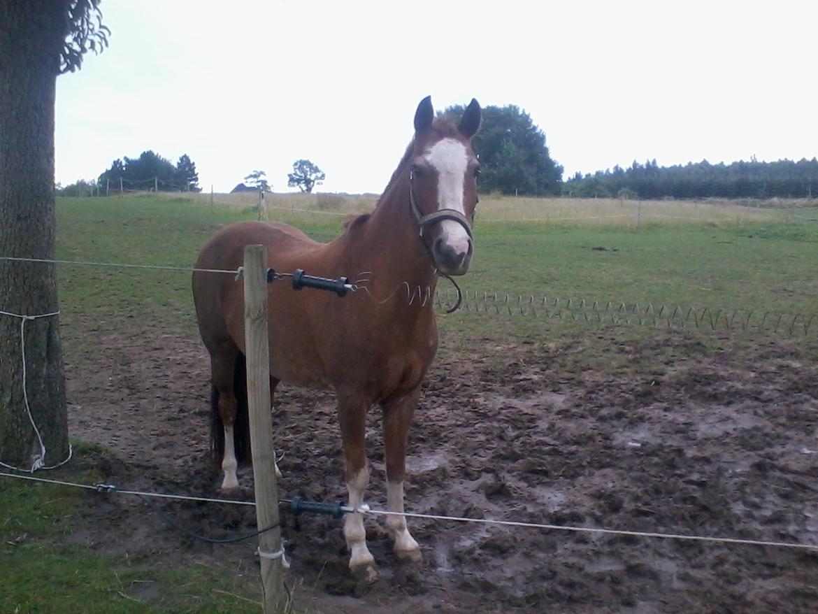 Anden særlig race Topsy - her står hun tit og venter på mig billede 16