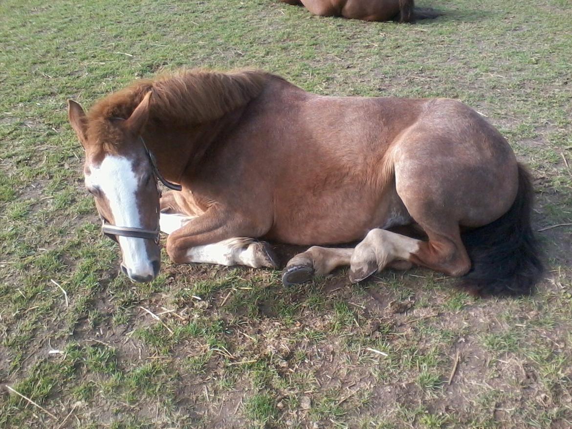 Anden særlig race Topsy - En morgen-lur i solskind  billede 17