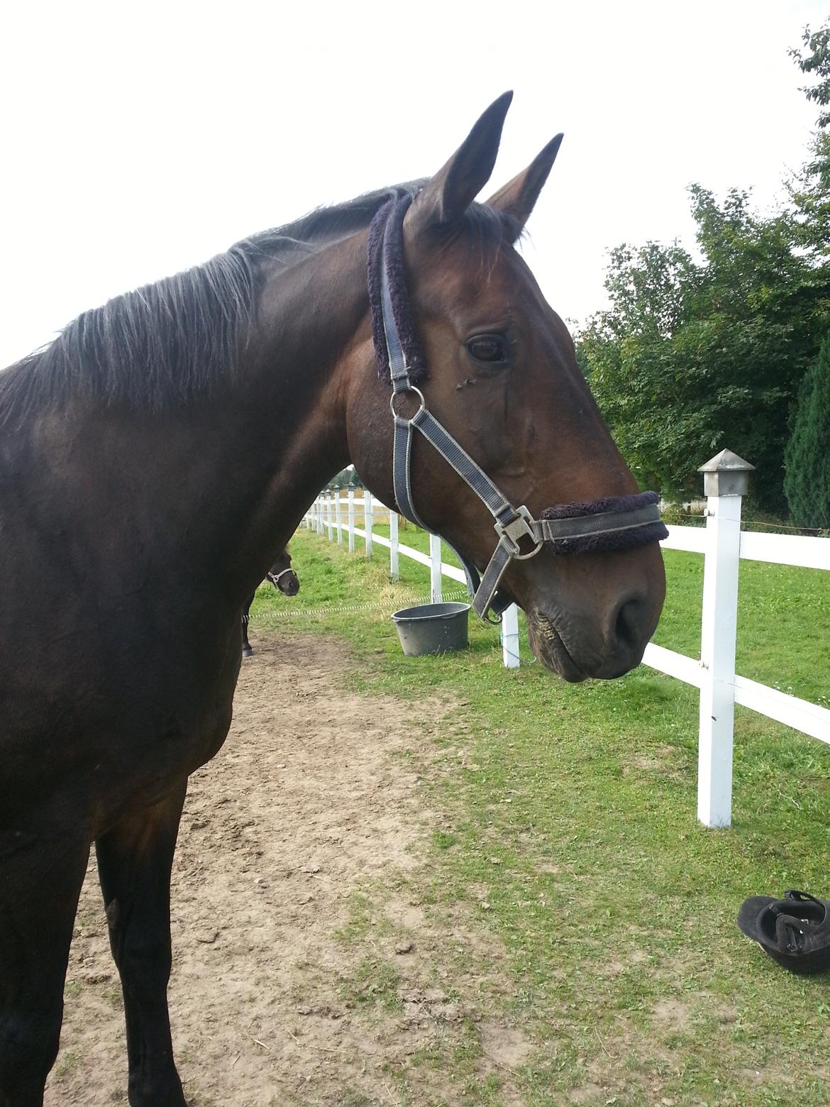 Dansk Varmblod shadow billede 4