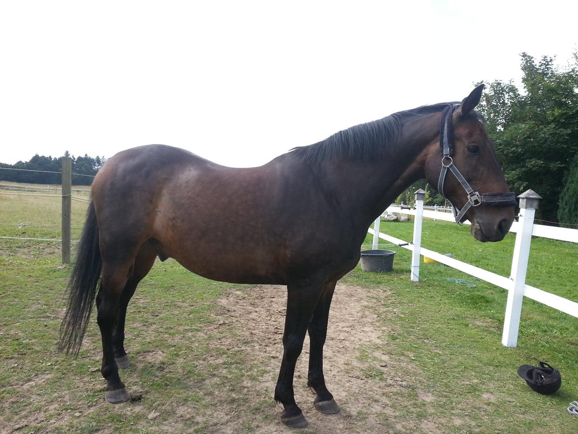 Dansk Varmblod shadow billede 5