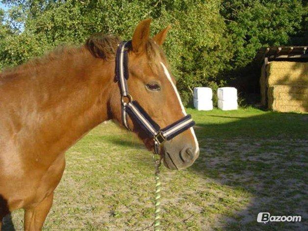 Anden særlig race Rocky-Babe( tidligere hest) billede 1