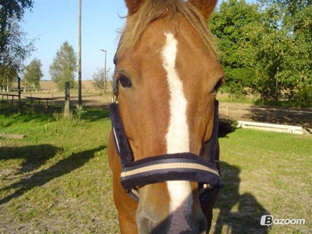 Anden særlig race Rocky-Babe( tidligere hest) billede 2