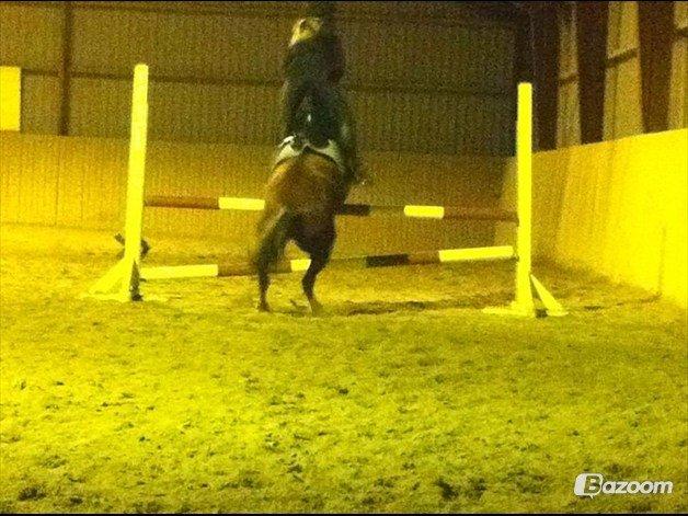 Anden særlig race Rocky-Babe( tidligere hest) billede 3