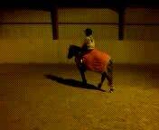 Anden særlig race Rocky-Babe( tidligere hest) billede 4