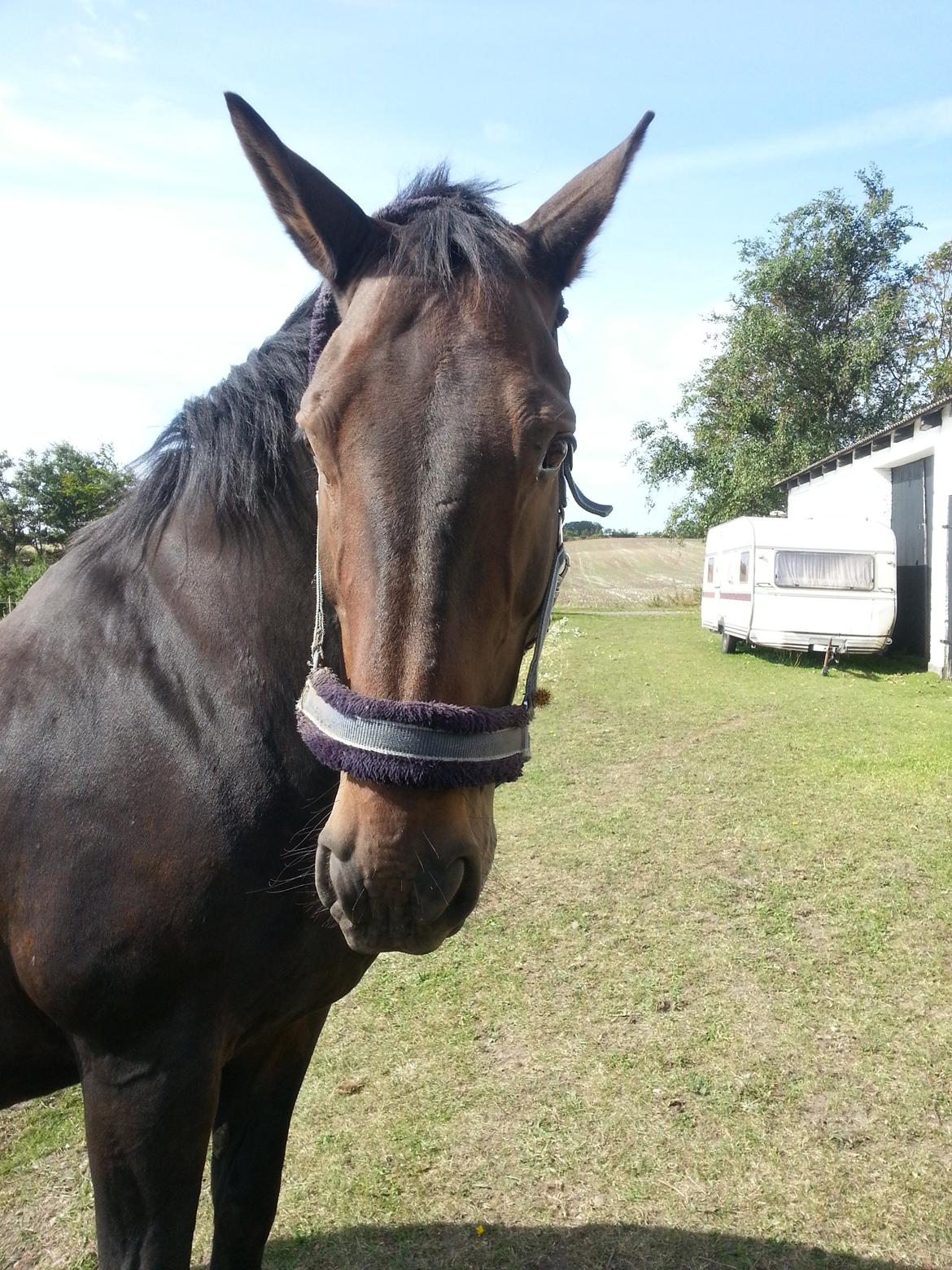 Dansk Varmblod shadow billede 6