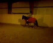 Anden særlig race Rocky-Babe( tidligere hest) billede 5