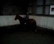 Anden særlig race Rocky-Babe( tidligere hest) billede 6