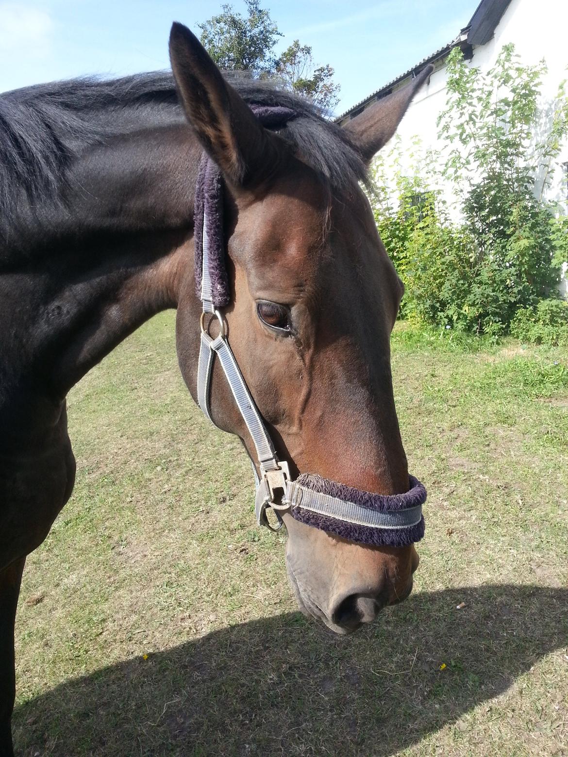 Dansk Varmblod shadow billede 7