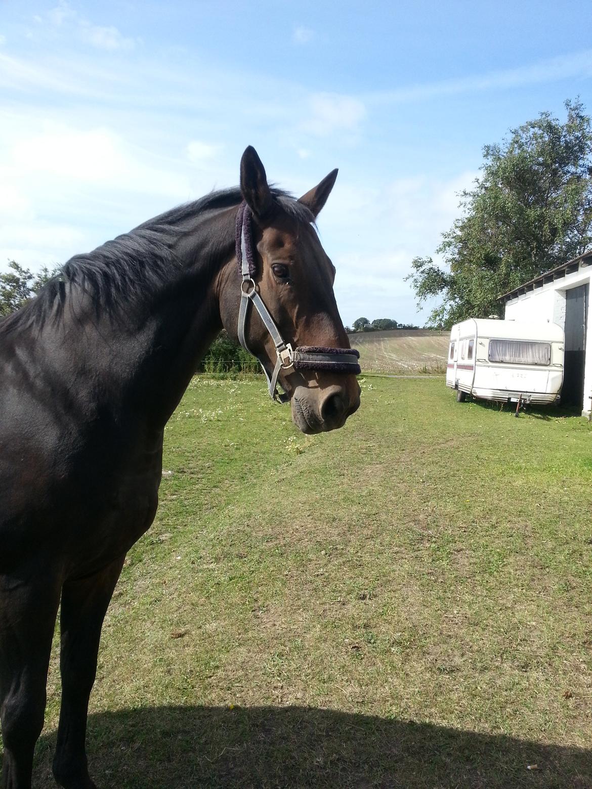 Dansk Varmblod shadow billede 8