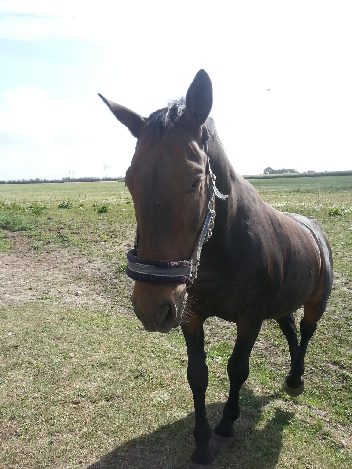 Dansk Varmblod shadow billede 9