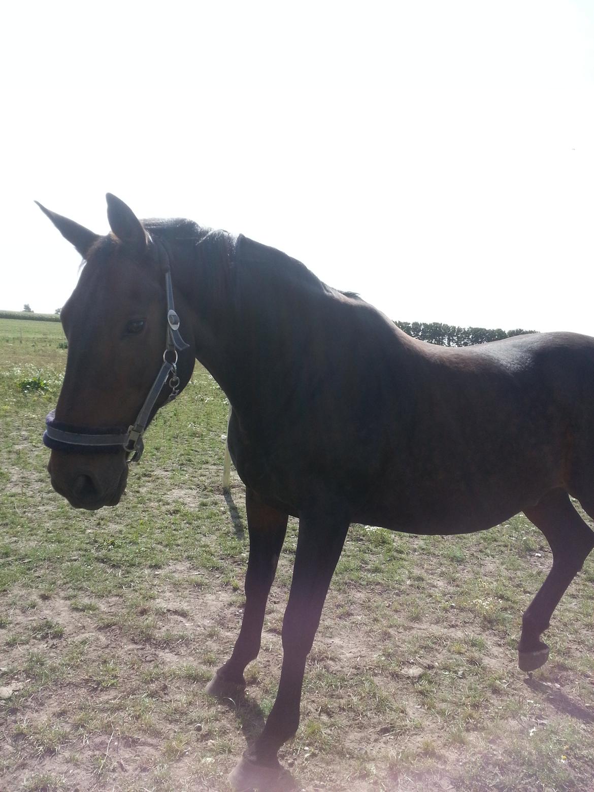 Dansk Varmblod shadow billede 10