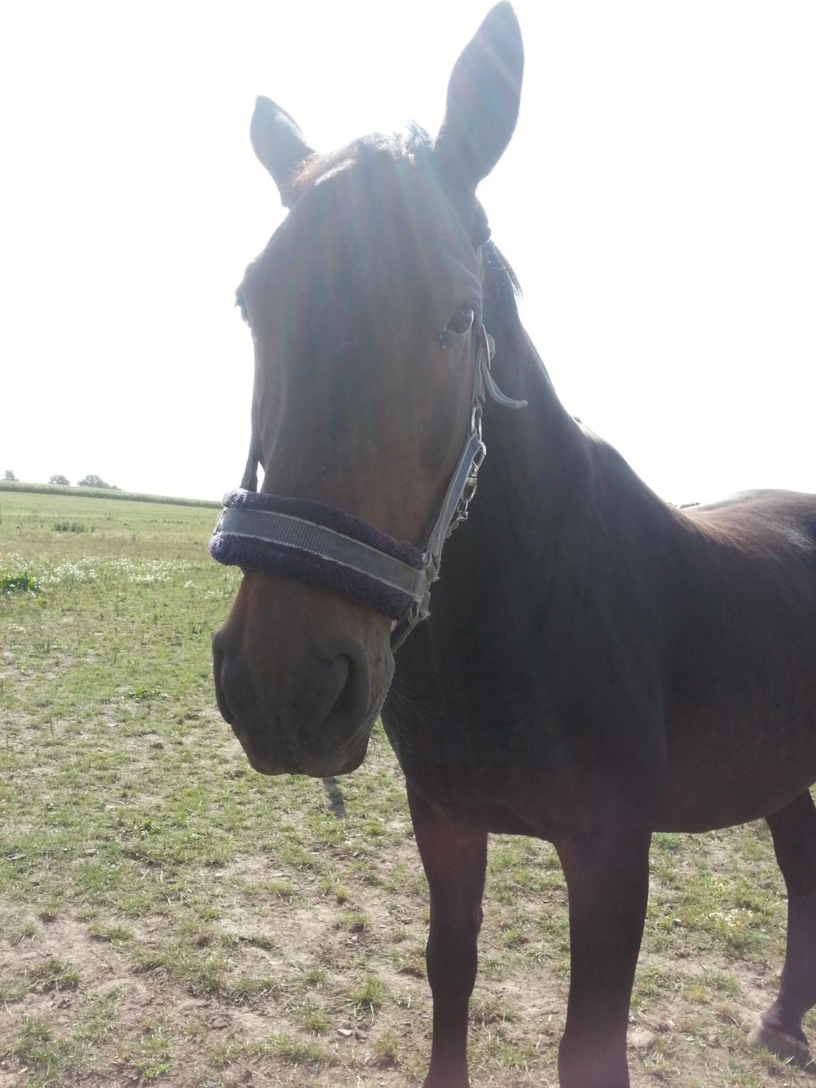 Dansk Varmblod shadow billede 11