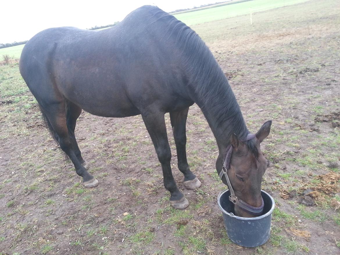 Dansk Varmblod shadow billede 12