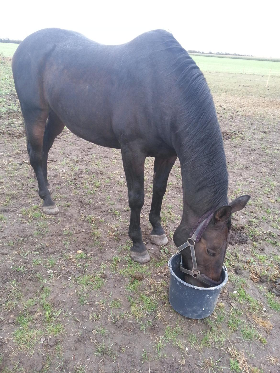 Dansk Varmblod shadow billede 13