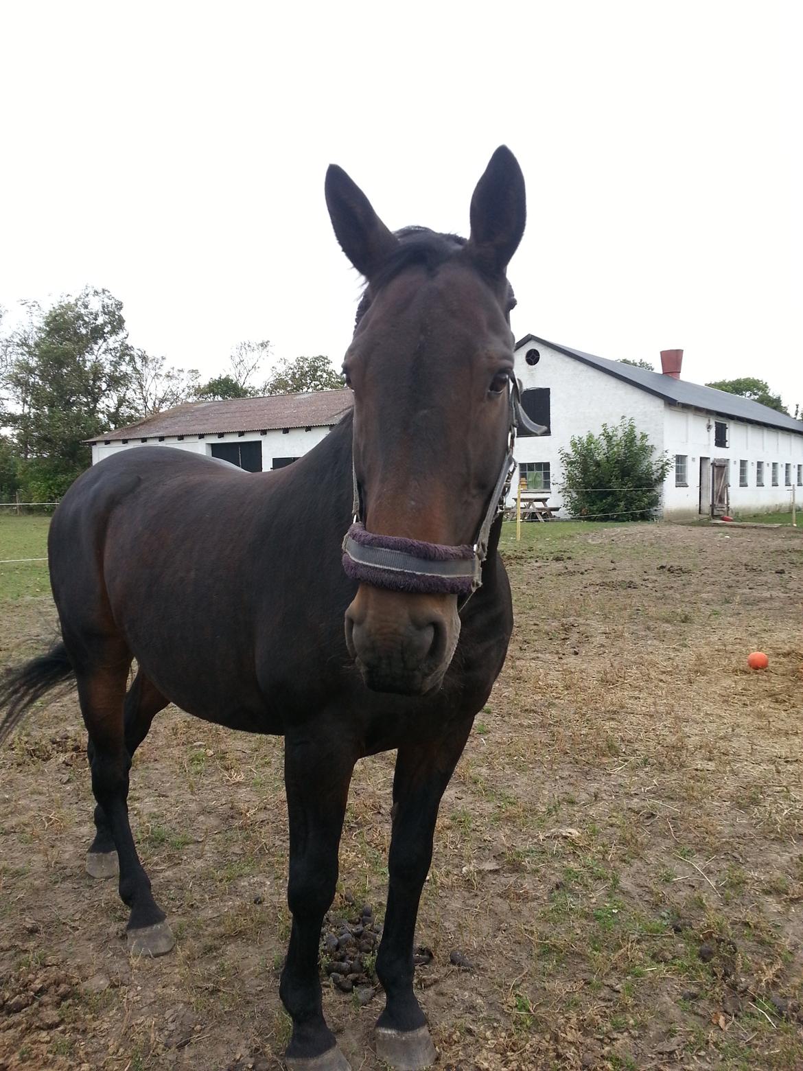 Dansk Varmblod shadow billede 14